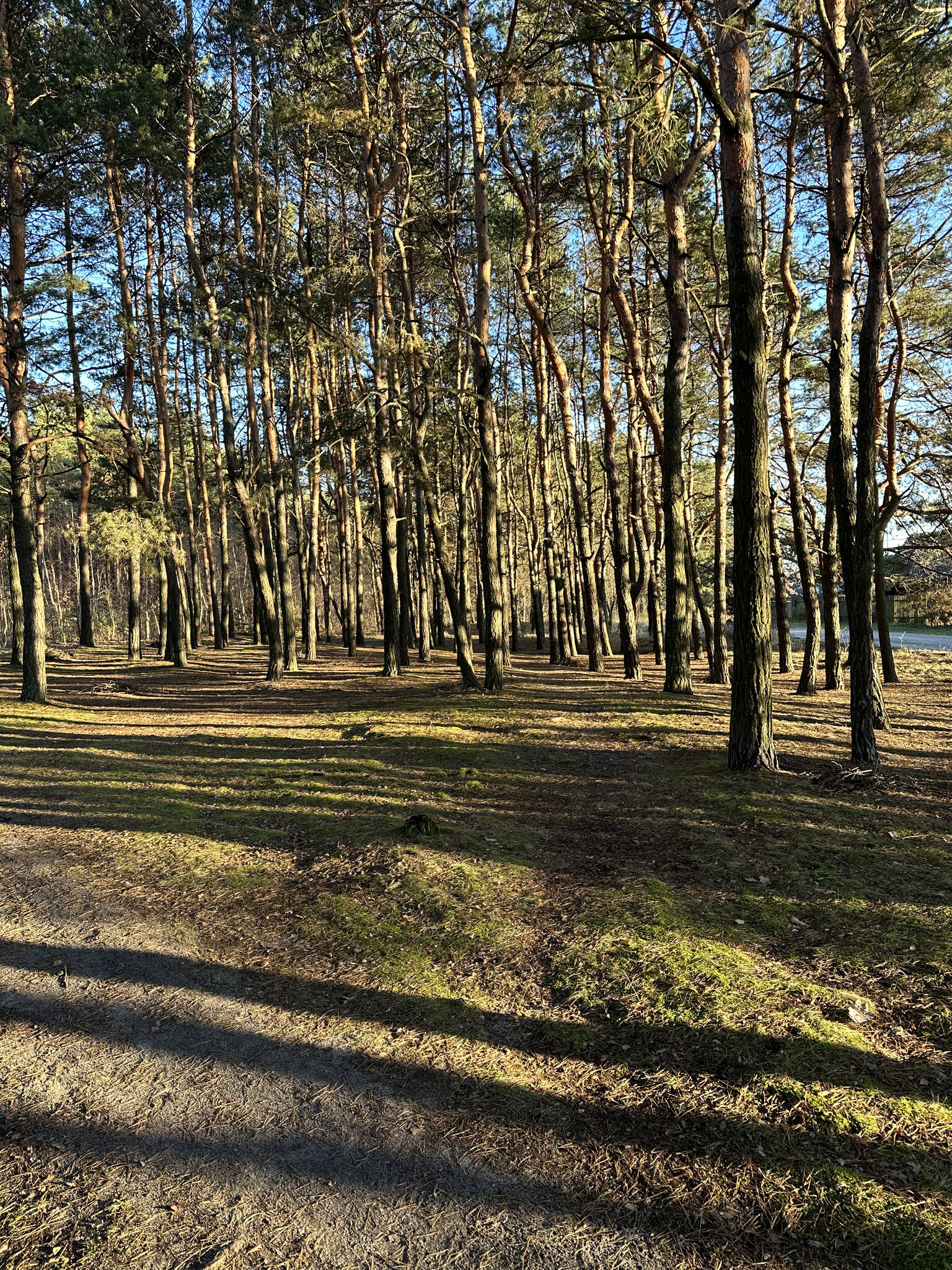 Tree,Grove Land,Vegetation Woodland,Tree Trunk Ground,Scenery Soil,Grass