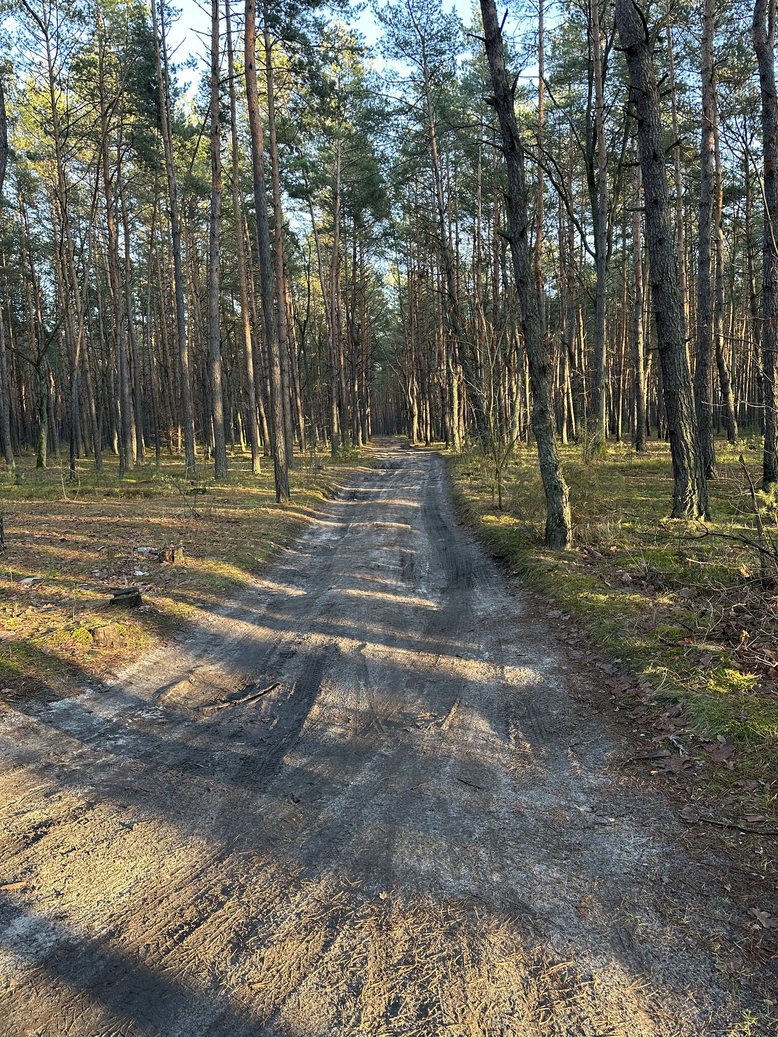 Road,Gravel Tree,Path Nature,Outdoors Trail,Tarmac Vegetation,Land
