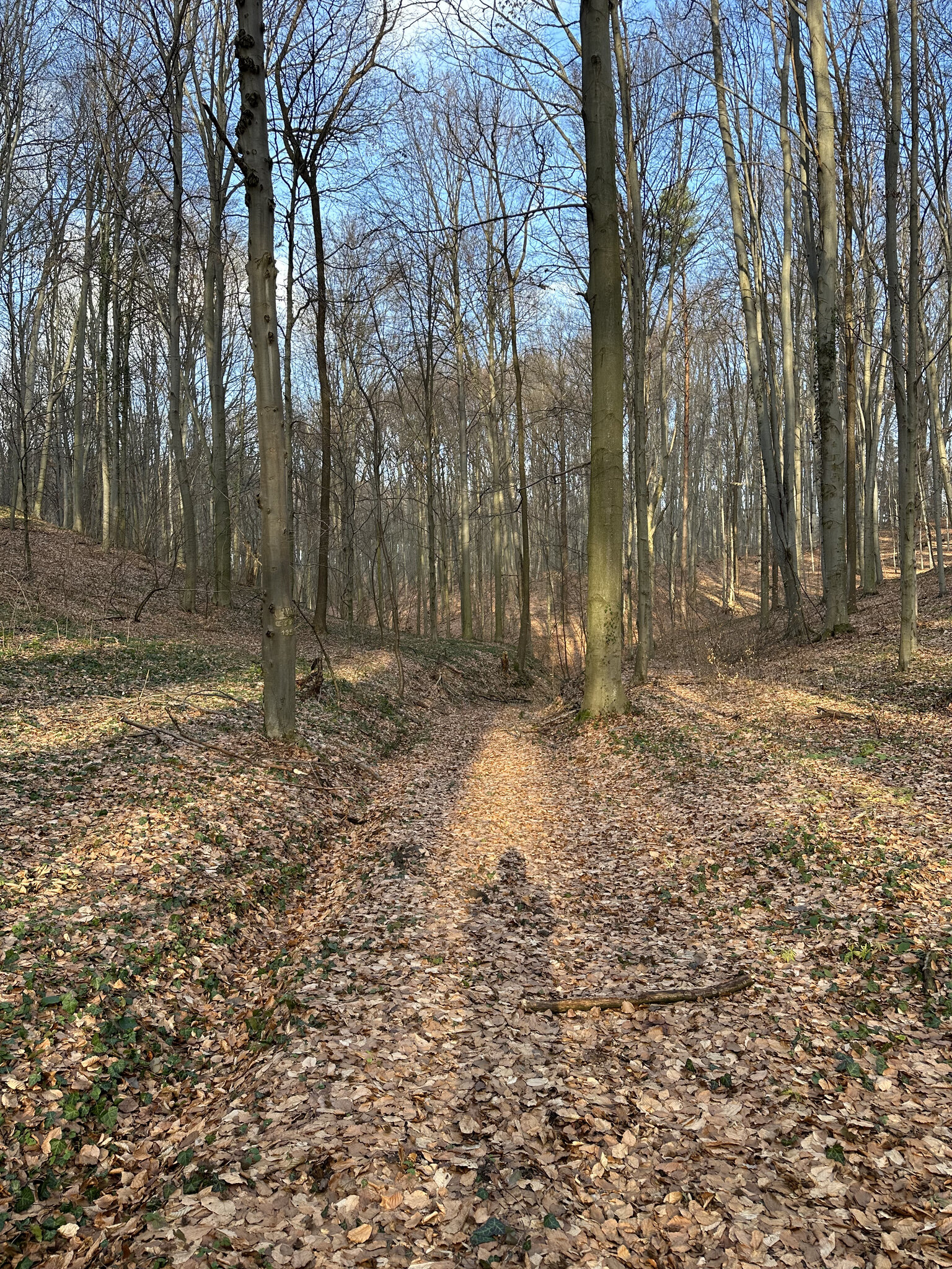 Vegetation,Path Land,Nature Outdoors,Tree Woodland,Trail Ground,Grove