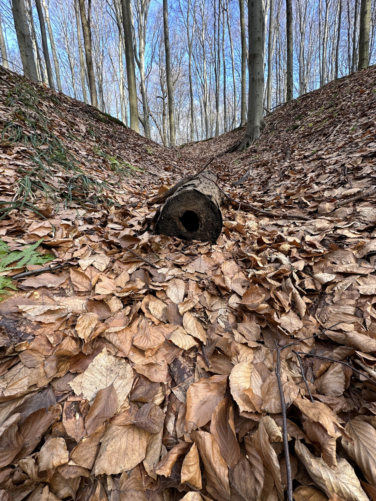 Hole,Shelter Vegetation,Tree Leaf,Den Land,Woodland Grove,Wood