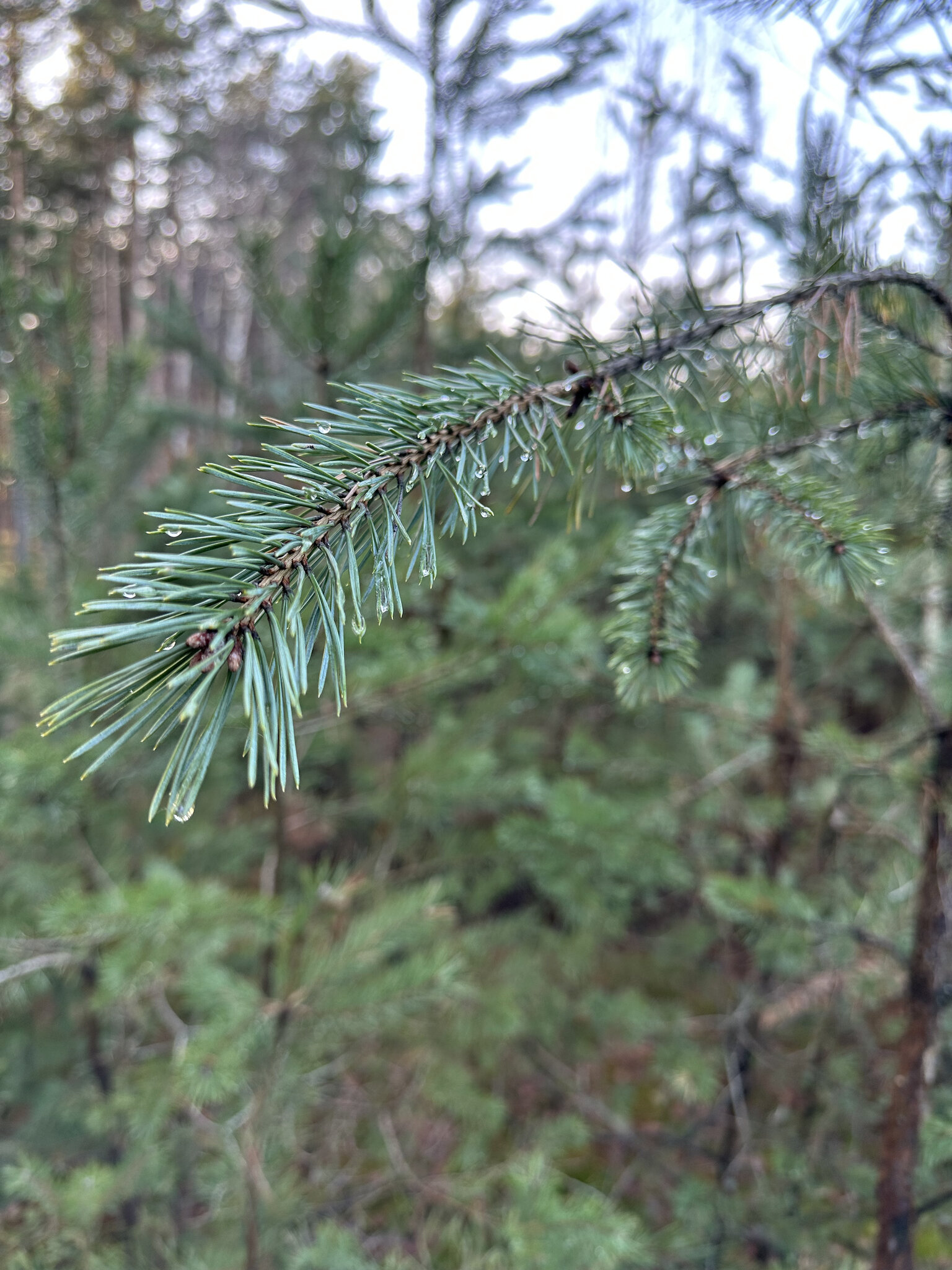 Plant,Tree Fir,Conifer Pine,Vegetation Woodland,Spruce Rainforest,Jungle