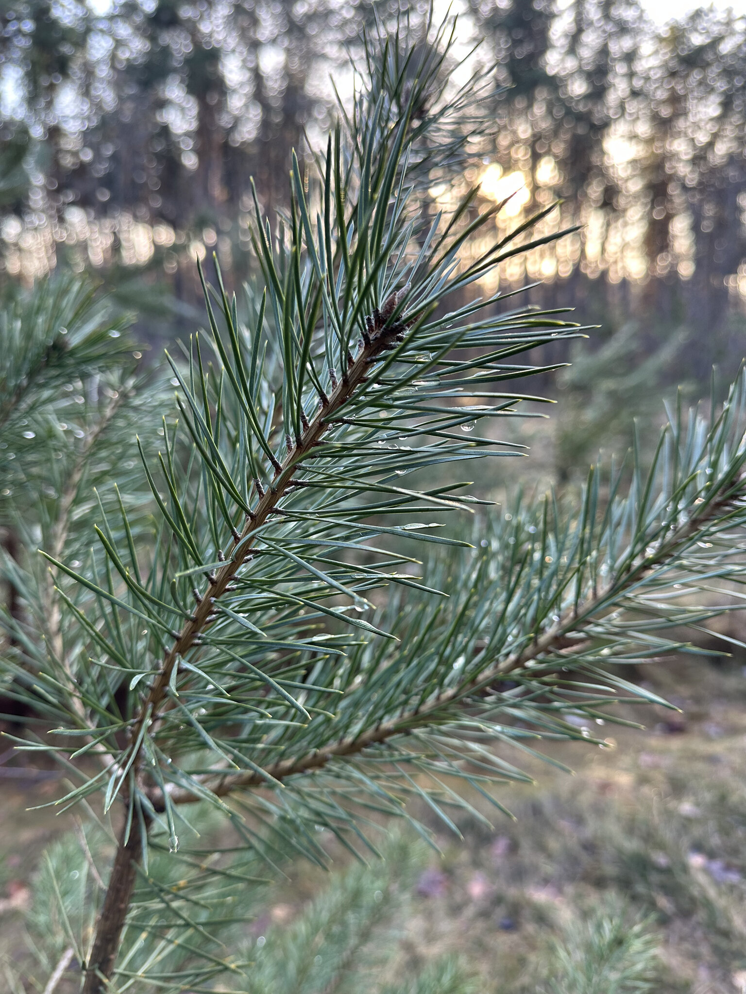 Plant,Tree Pine,Fir Conifer,Vegetation
