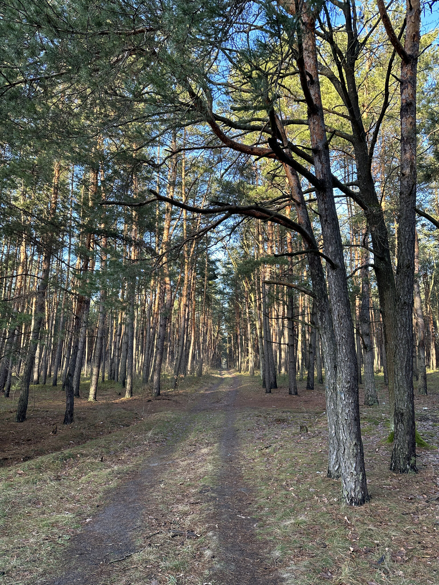 Tree,Tree Trunk Path,Vegetation Land,Nature Outdoors,Woodland Grove,Trail