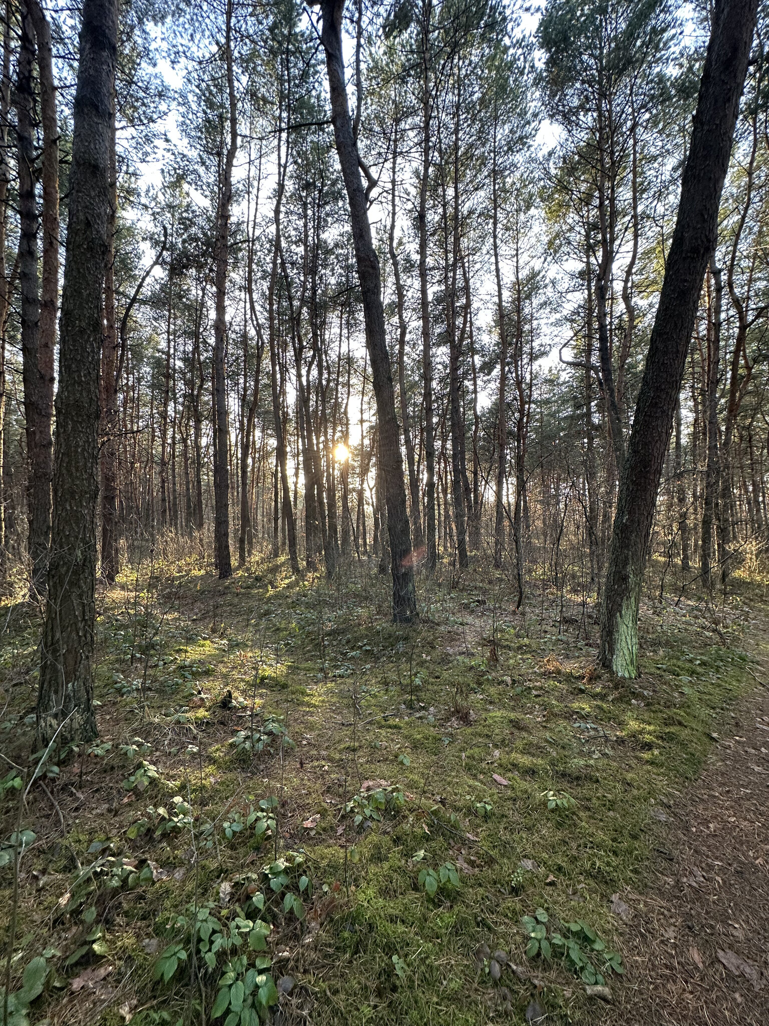 Grove,Land Tree,Vegetation Woodland,Wilderness Soil,Jungle Tree Trunk,Path