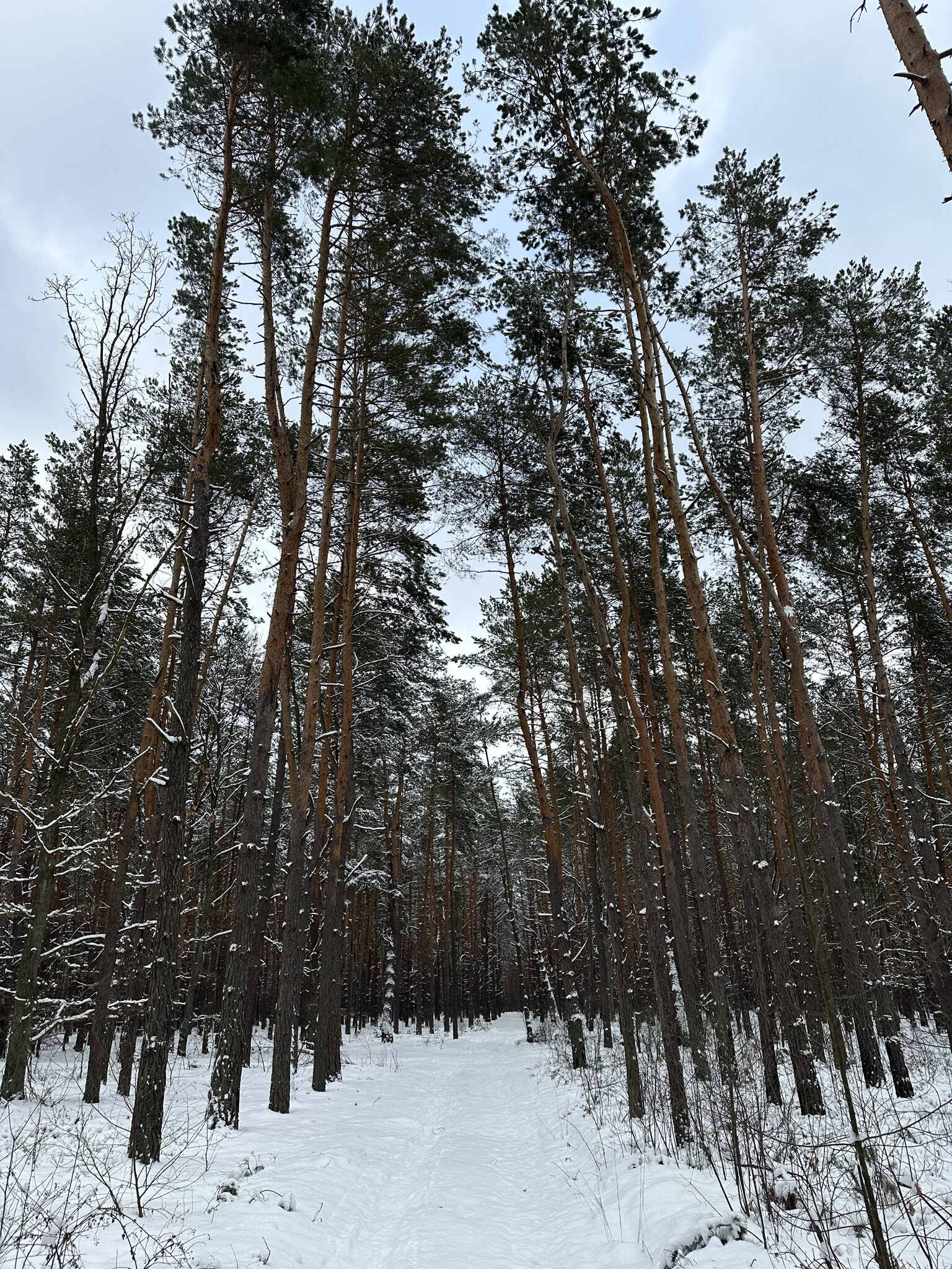 Tree,Vegetation Land,Nature Outdoors,Woodland Fir,Grove Pine,Scenery