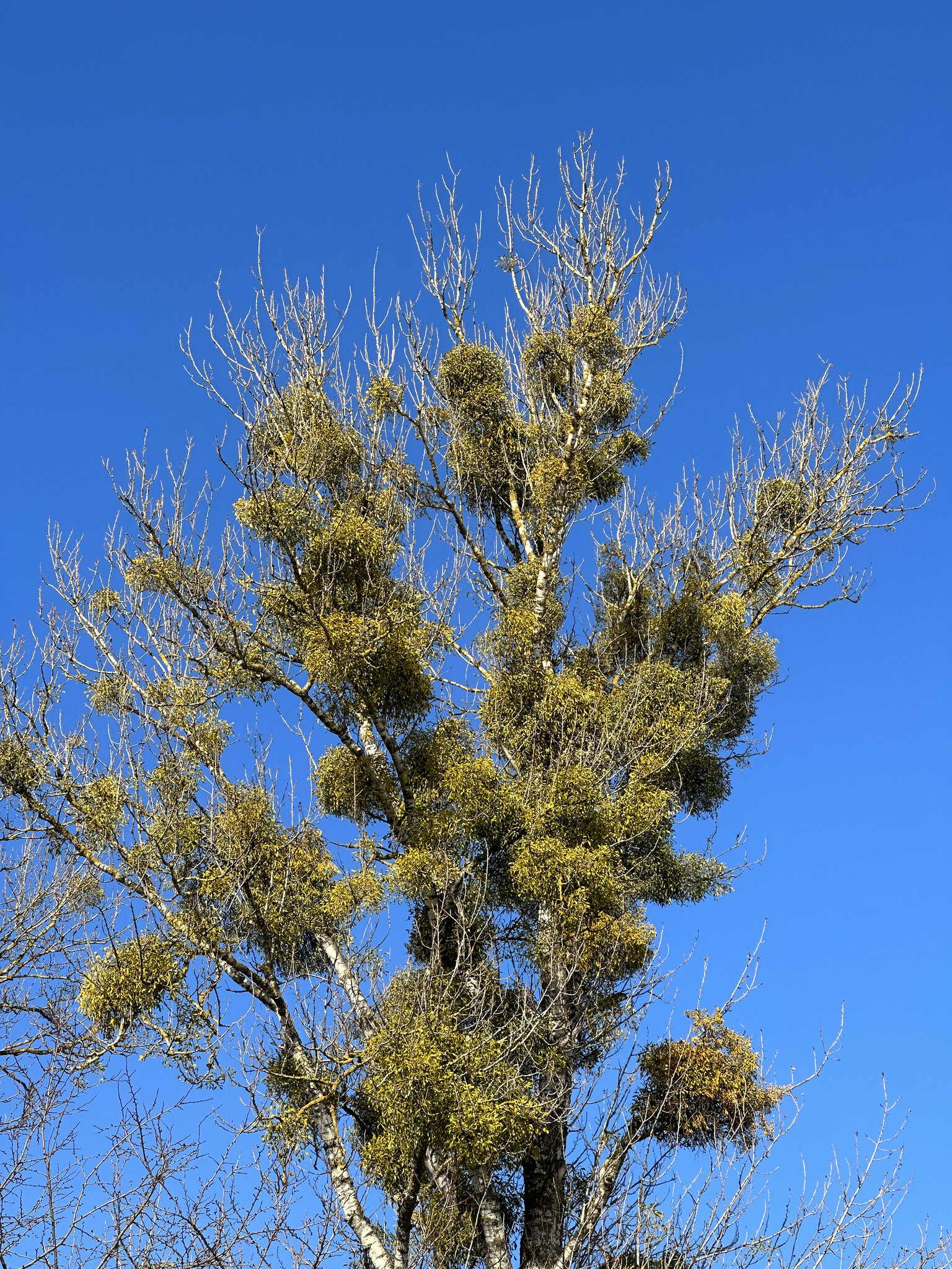 Plant,Tree Tree Trunk,Fir Conifer,Vegetation Larch,Pine