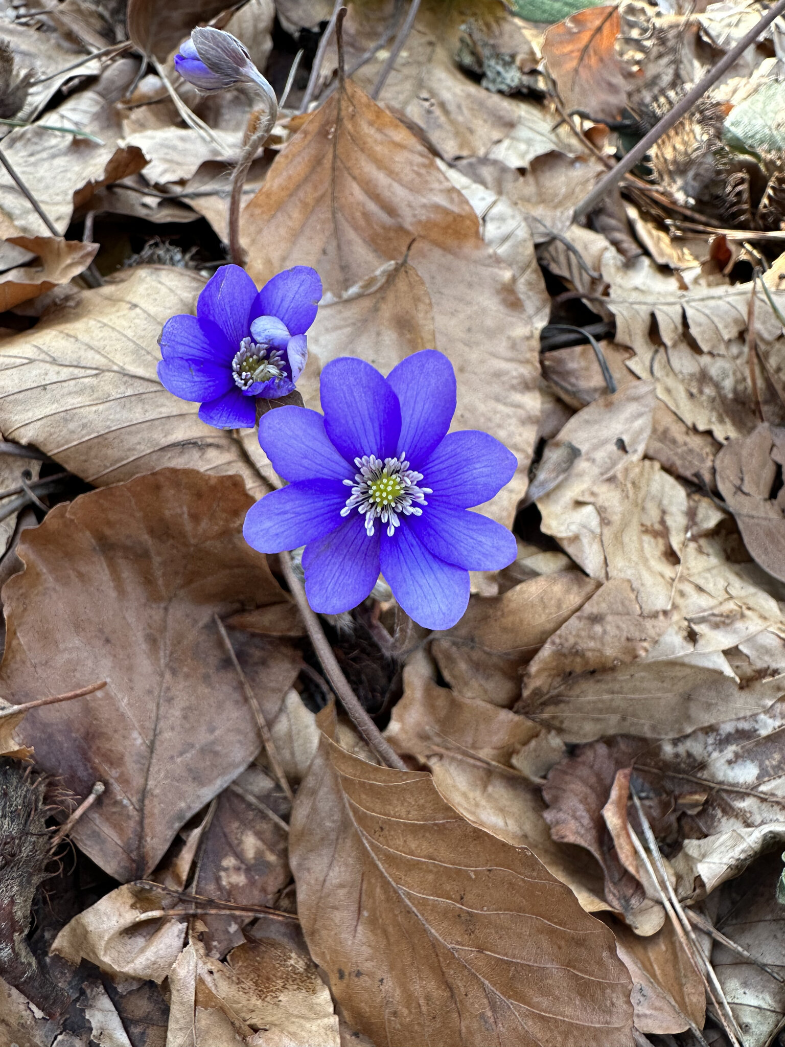 Flower,Geranium Anemone,Petal Acanthaceae,Leaf Crocus,Flax Purple,Daisy