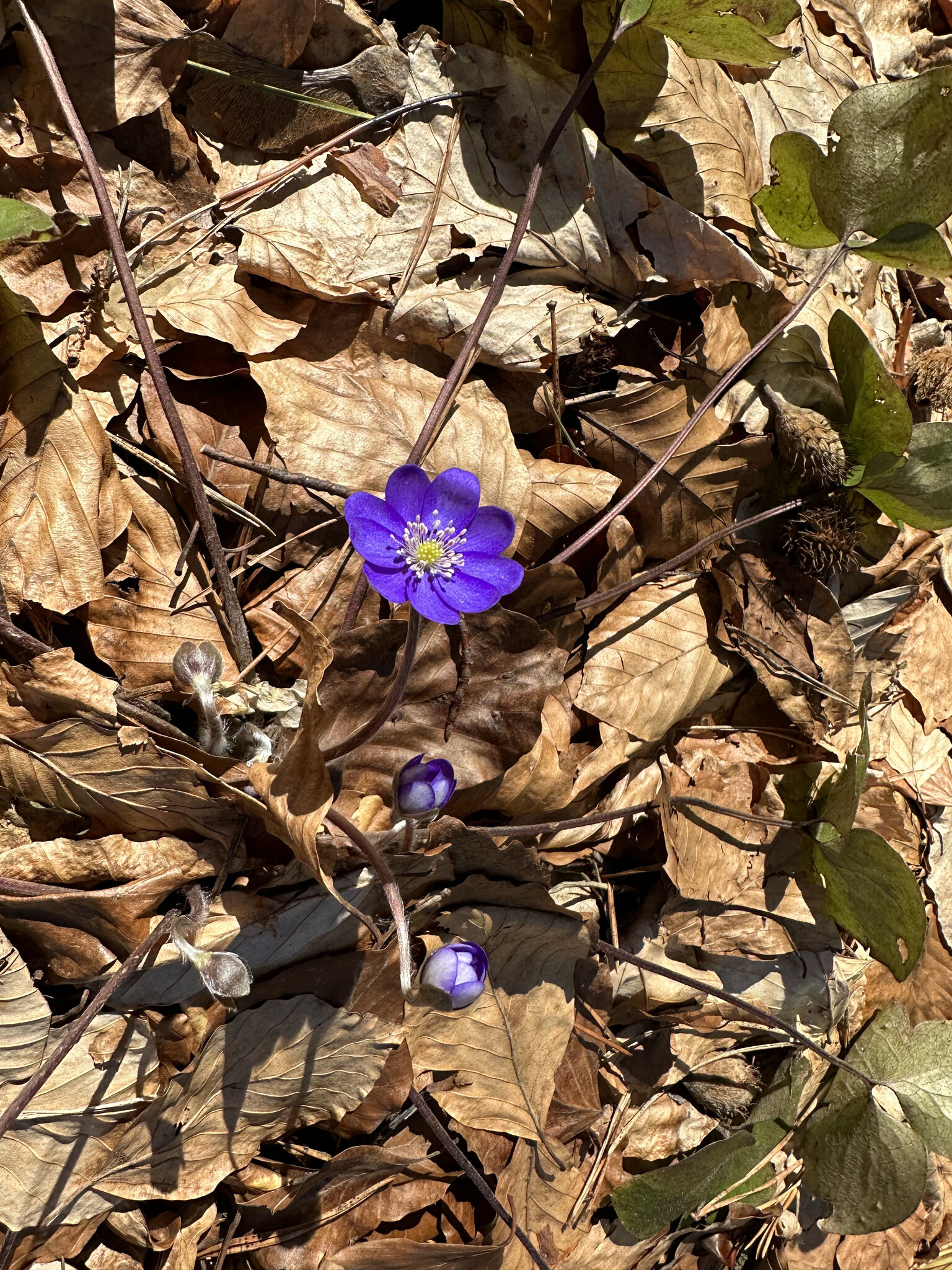 Flower,Geranium Anemone,Petal Acanthaceae,Purple Flax,Daisy Crocus,Leaf