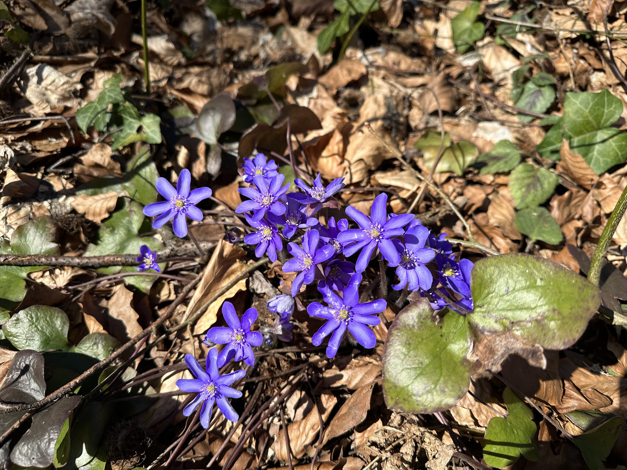 Flower,Geranium Plant,Petal Anemone,Purple Acanthaceae,Daisy Iris,Crocus