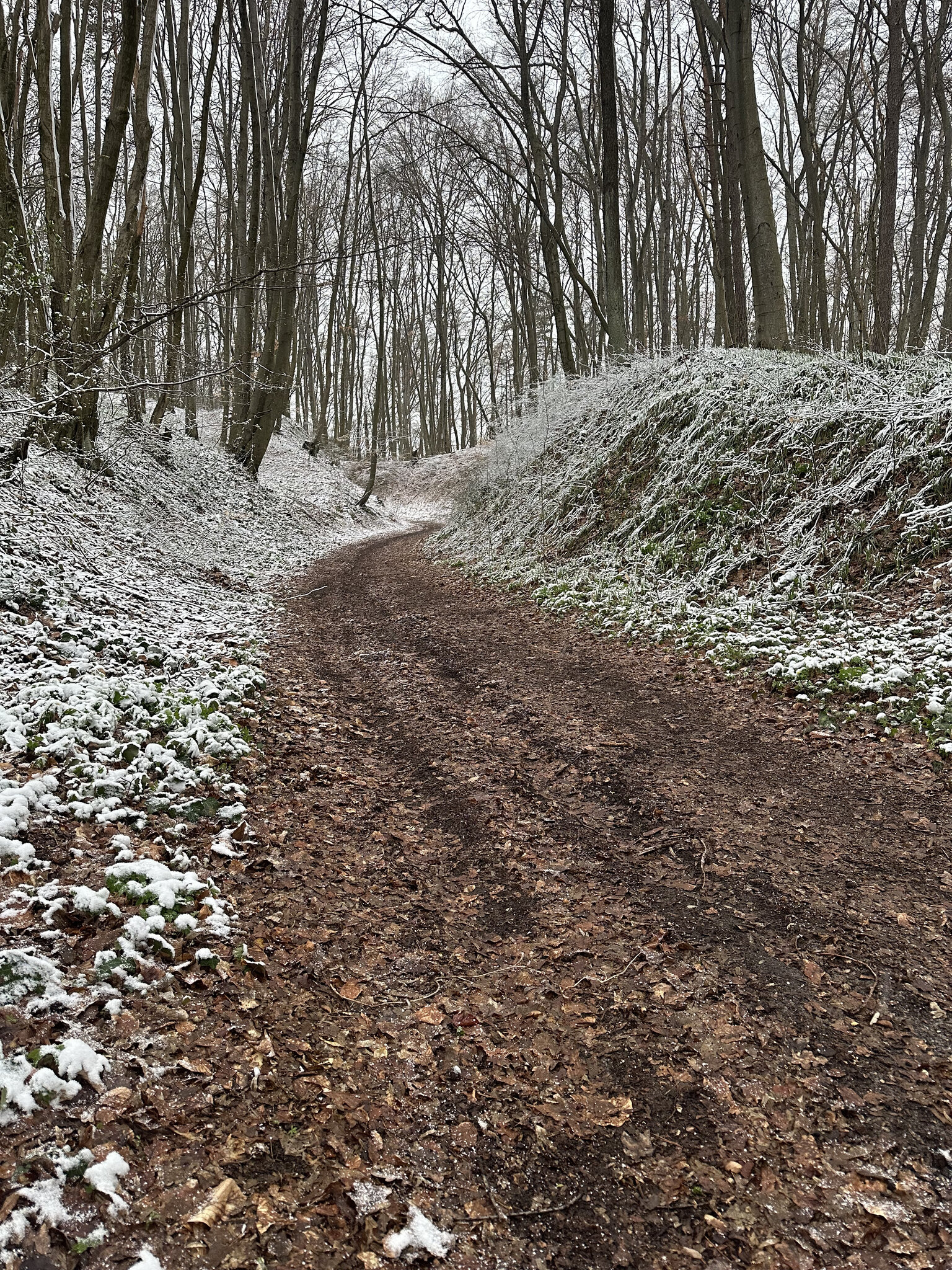 Path,Vegetation Nature,Outdoors Trail,Tree Land,Woodland Soil,Ground