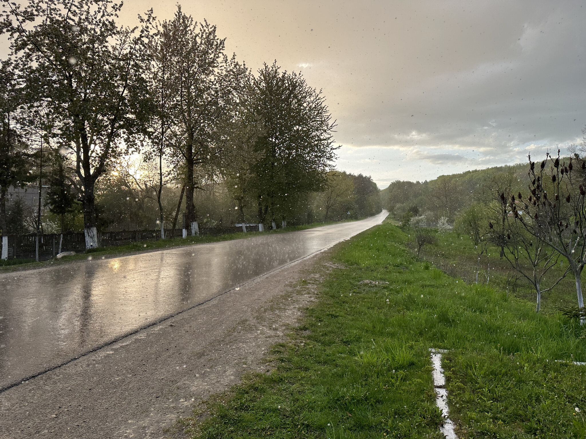 Road,Path Tarmac,Grass Tree,Nature Outdoors,Scenery City,Vegetation