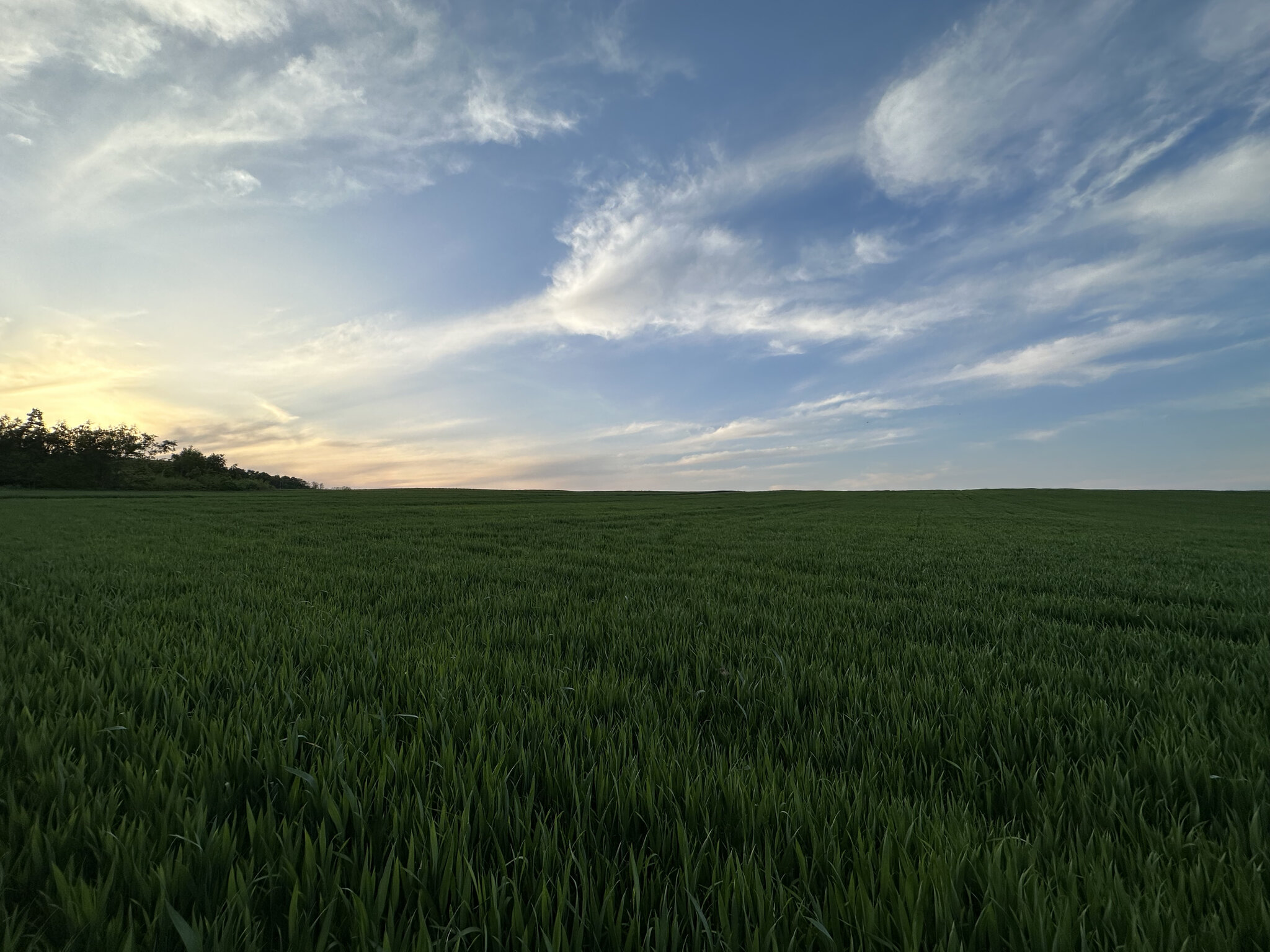 Horizon,Nature Outdoors,Sky Grass,Field Land,Grassland Scenery,Vegetation