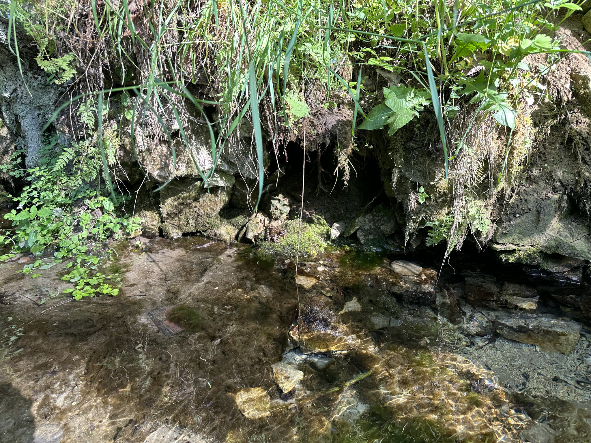 Land,Nature Outdoors,Wilderness Vegetation,Pond Water,Rainforest Jungle,Creek