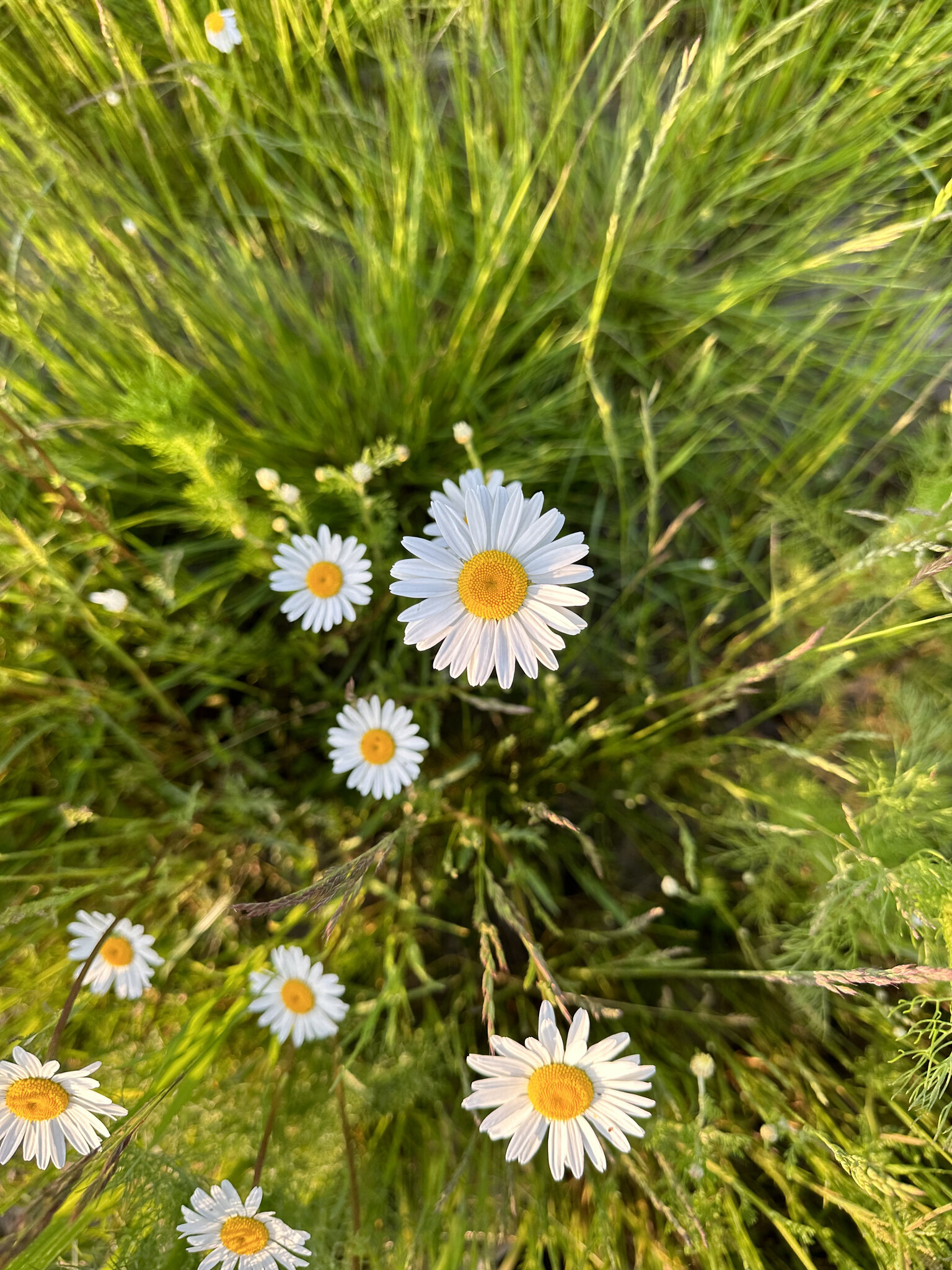 Daisy,Flower Plant,Herbal Vegetation,Petal Anemone,Grass Outdoors,Nature
