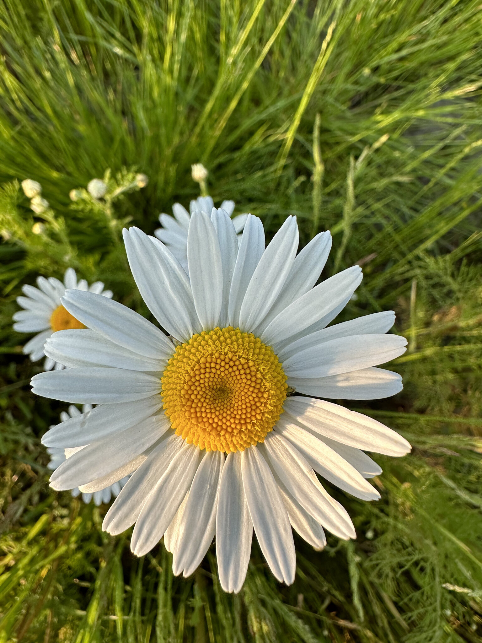 Daisy,Flower Plant,Petal Anemone,Herbal Vegetation,Grass Outdoors,Anther