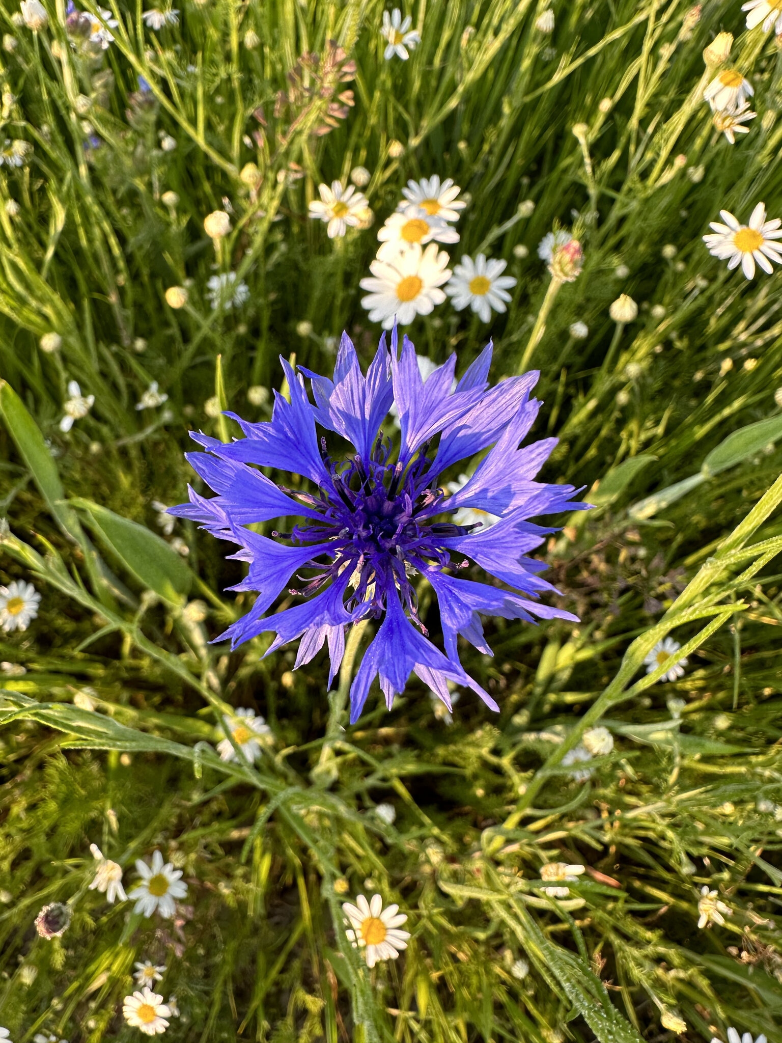 Flower,Petal Plant,Daisy Herbal,Anemone Purple,Vegetation Dahlia,Grass