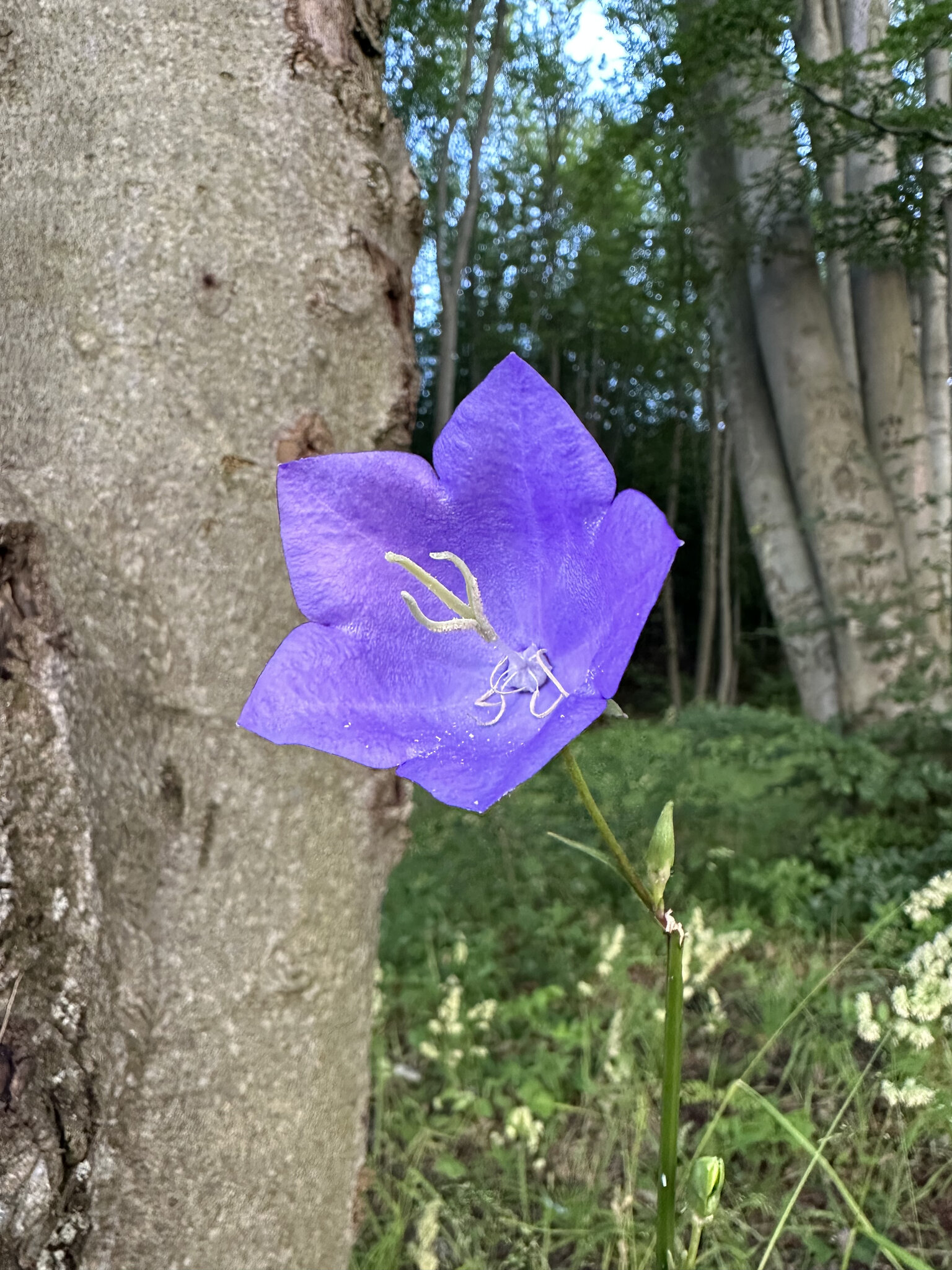Flower,Geranium Tree,Petal Vegetation,Acanthaceae Tree Trunk,Flax Pollen,Iris