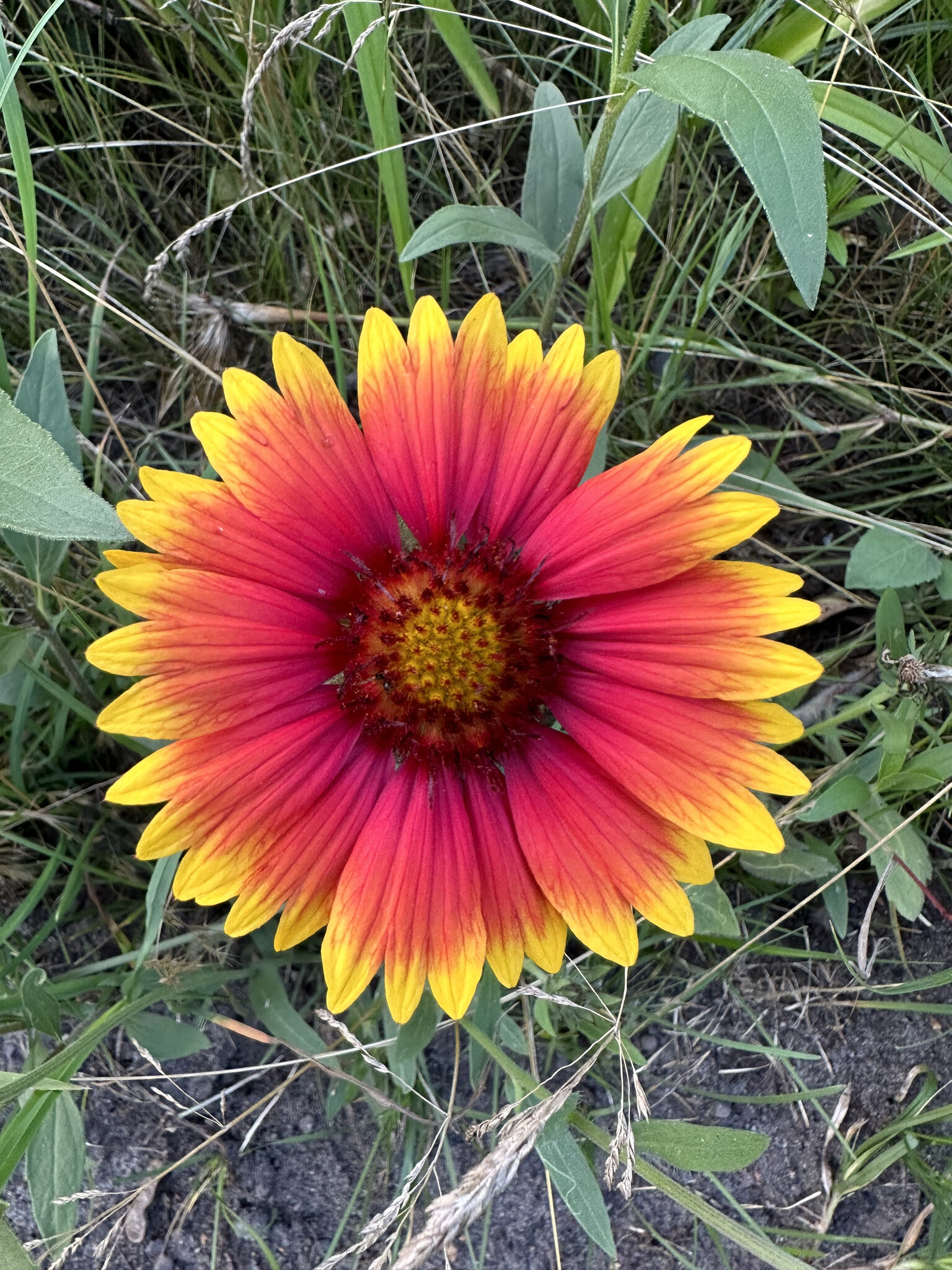 Daisy,Flower Plant,Petal Treasure Flower,Herbal Sunflower,Anther Pollen,Dahlia