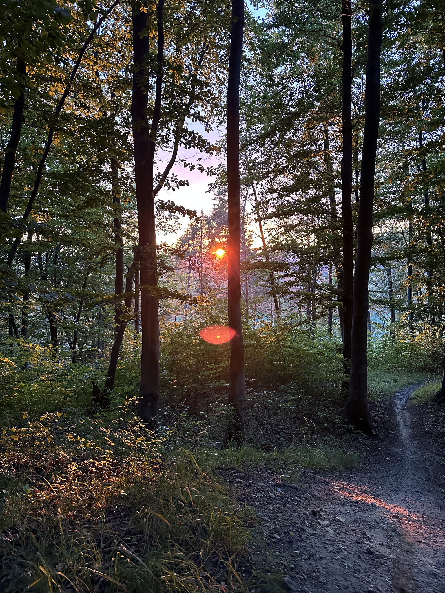 Flare,Light Vegetation,Grove Land,Tree Woodland,Sunlight Path,Jungle