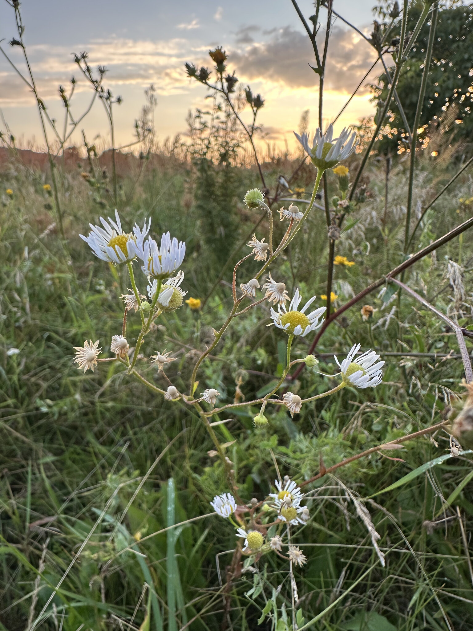 Daisy,Flower Plant,Grass Vegetation,Grassland Nature,Outdoors Petal,Herbal