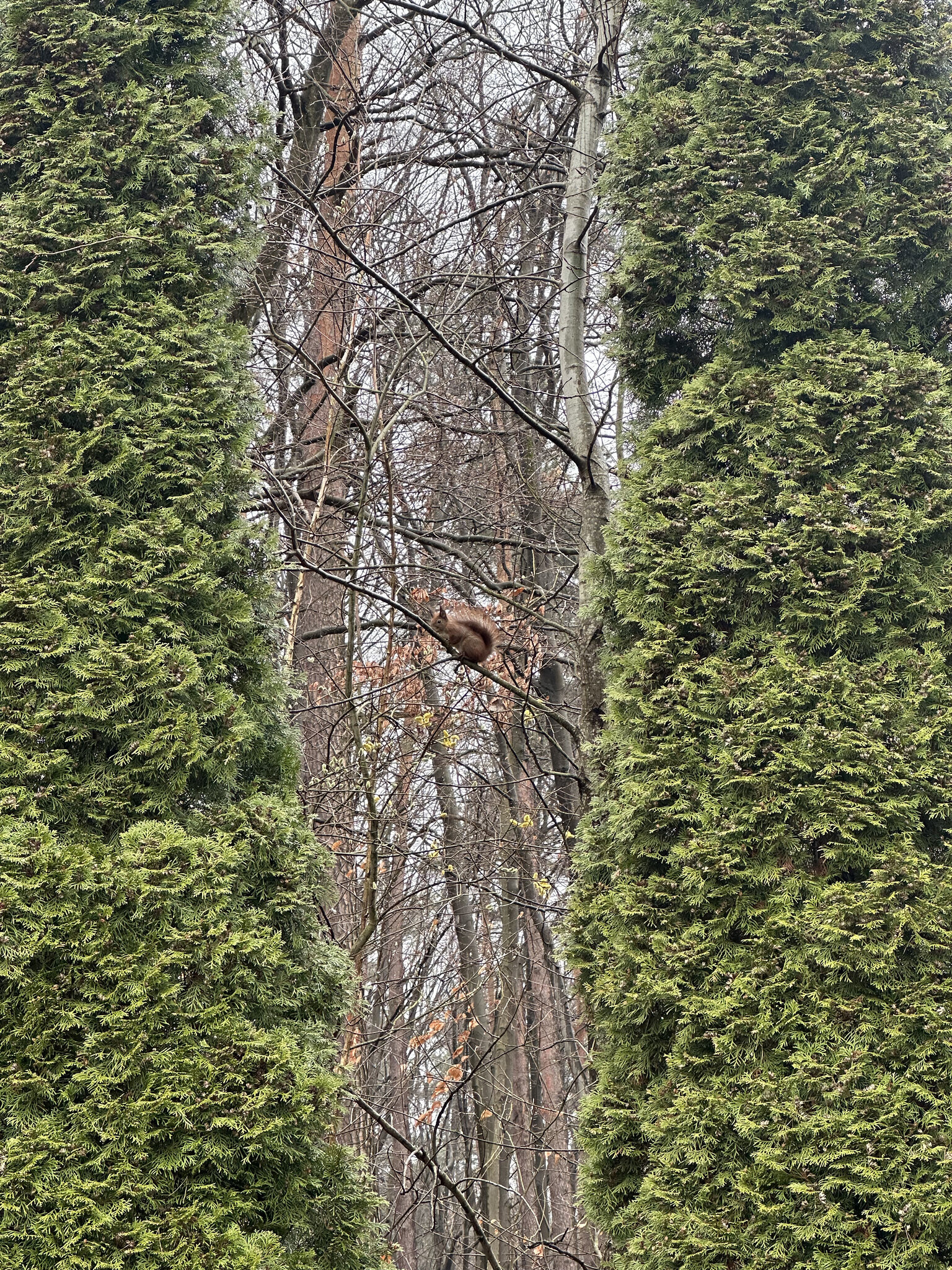 Tree,Tree Trunk Vegetation,Monkey Jungle,Nature Outdoors,Woodland Ivy,Conifer