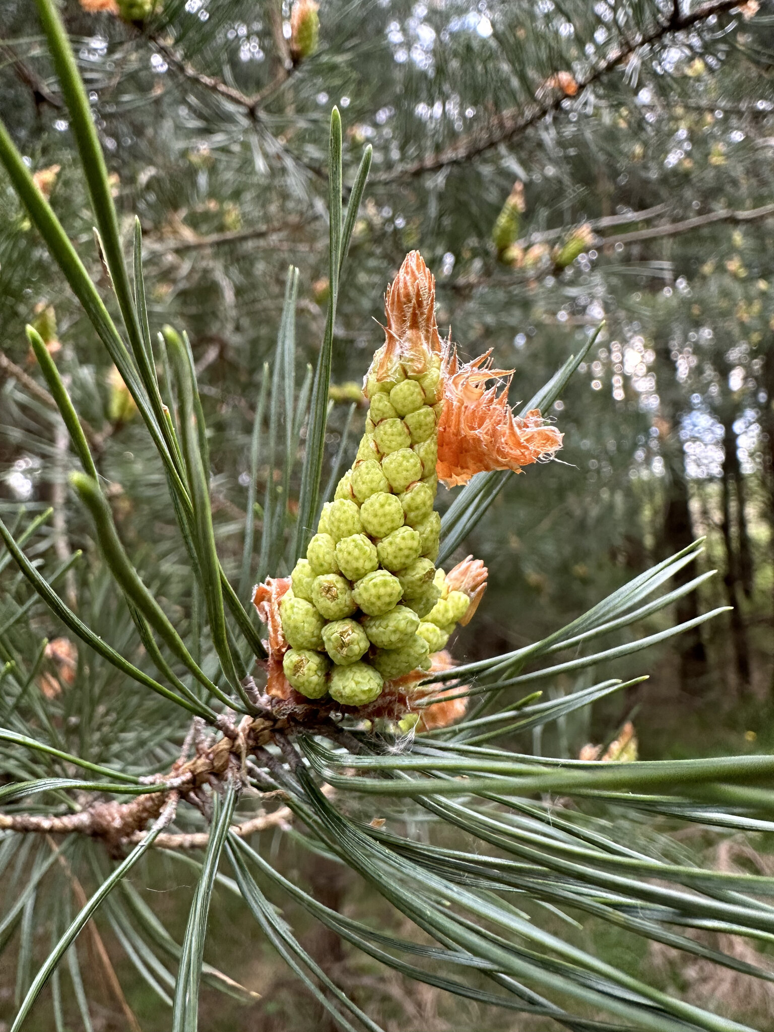 Plant,Tree Conifer,Pine Fir,Pollen Pineapple,Larch Bud,Flower