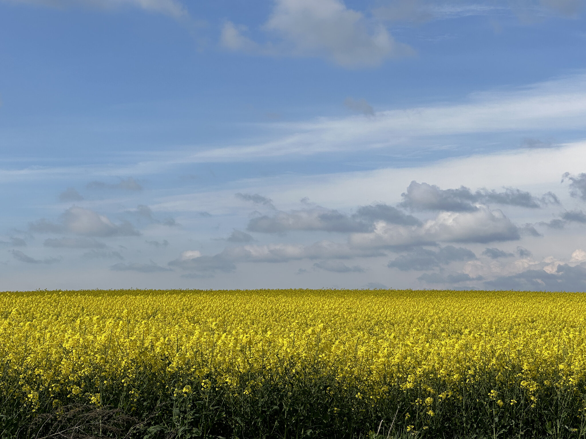 Field,Grassland Nature,Outdoors Countryside,Meadow Rural,Sky Horizon,Scenery