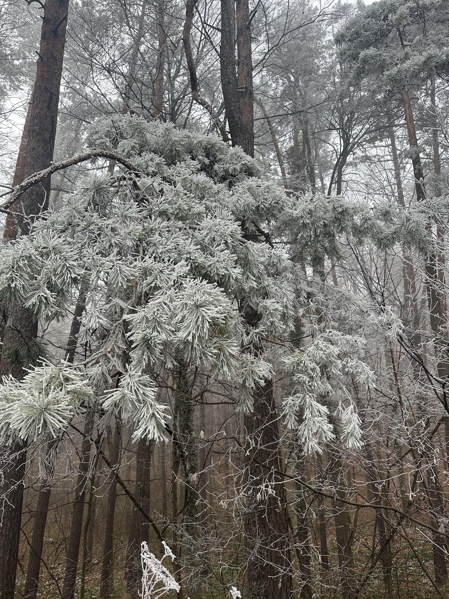 Ice,Nature Outdoors,Weather Vegetation,Tree Frost,Snow Woodland,Building
