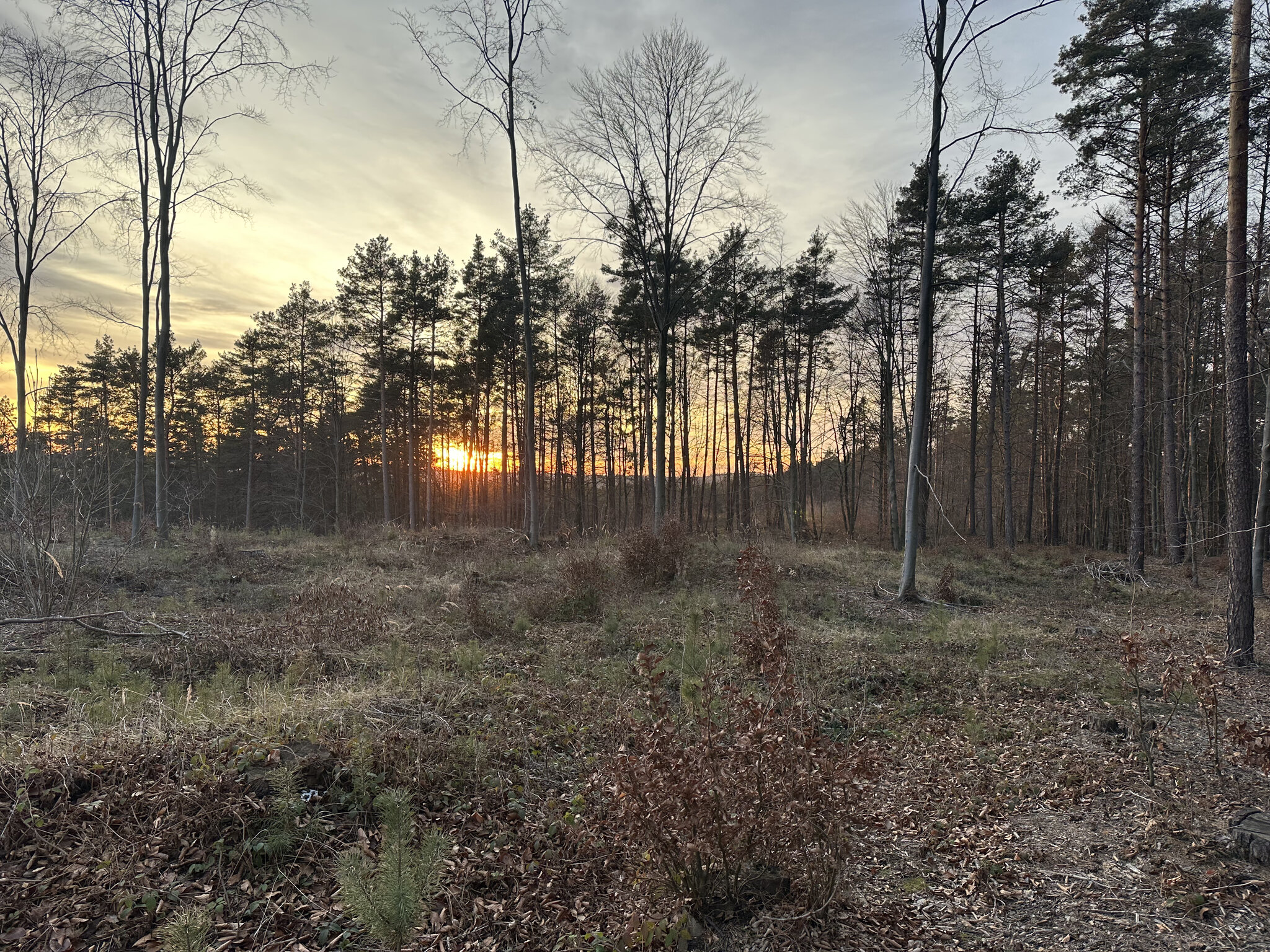 Vegetation,Land Nature,Outdoors Tree,Woodland Grove,Sky Sunlight,Wilderness