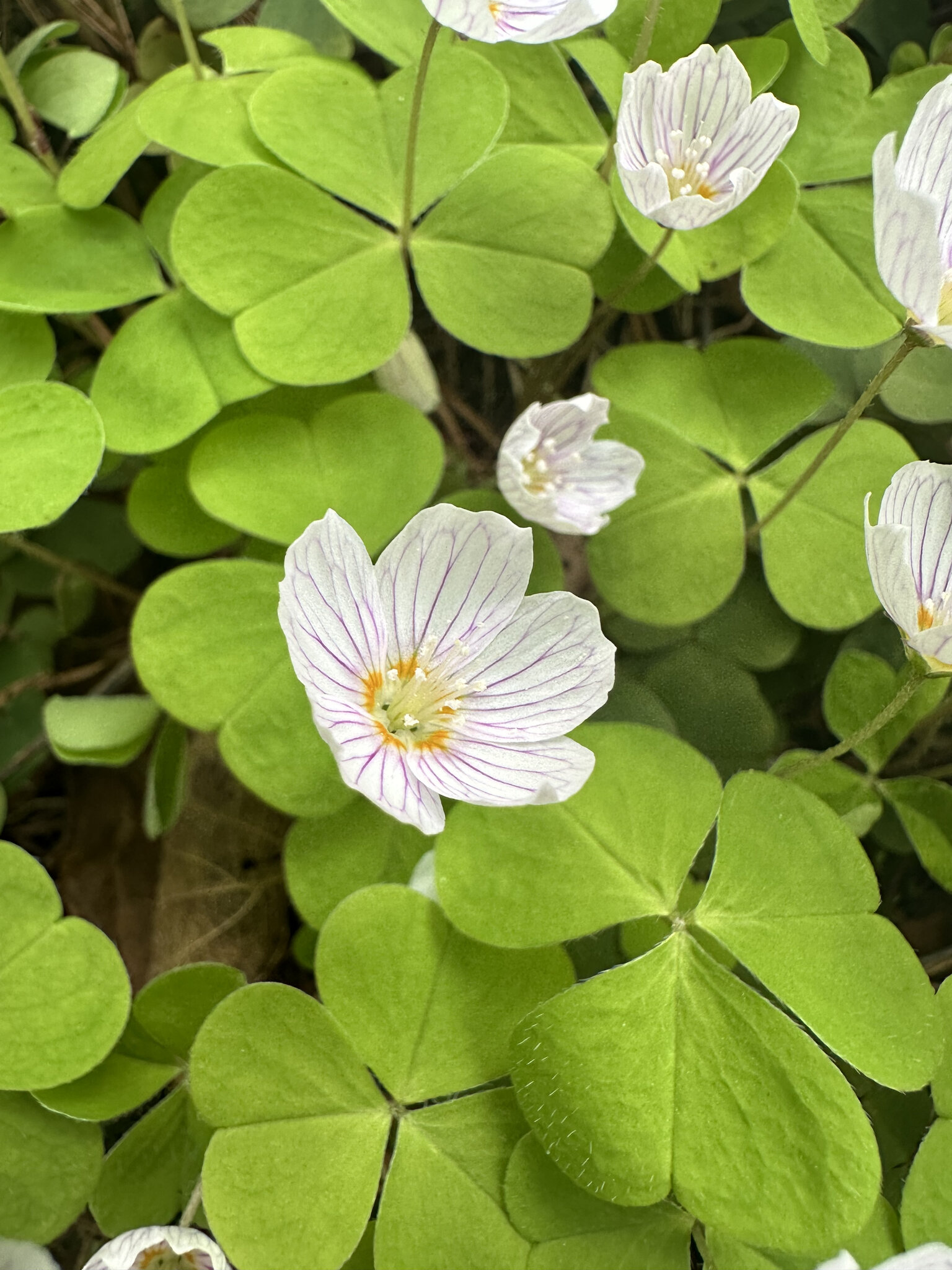 Flower,Geranium Leaf,Plant Petal,Anemone Pollen,Herbal Anther,Daisy