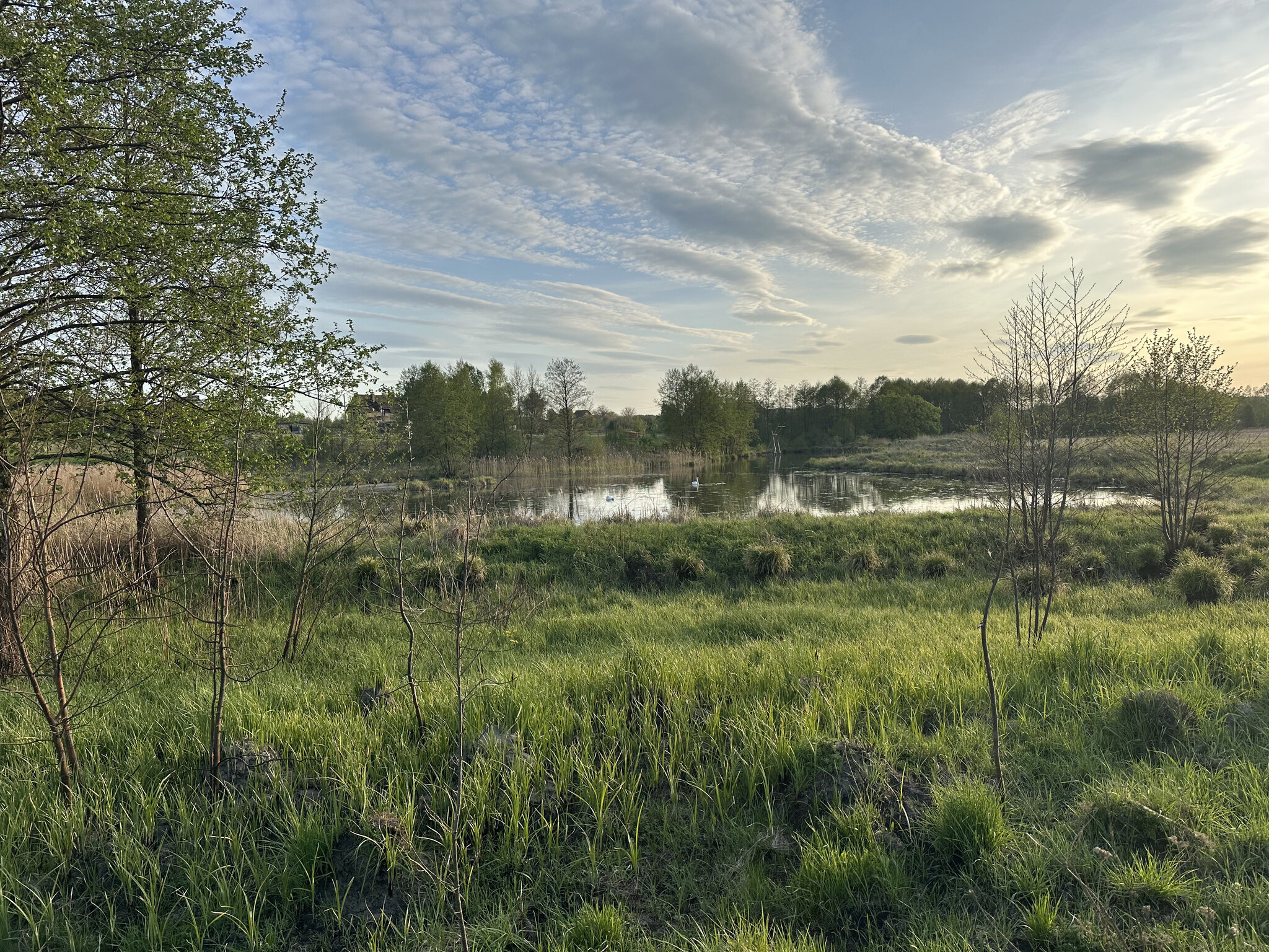 Land,Nature Outdoors,Field Grassland,Pond Water,Meadow Grass,Swamp