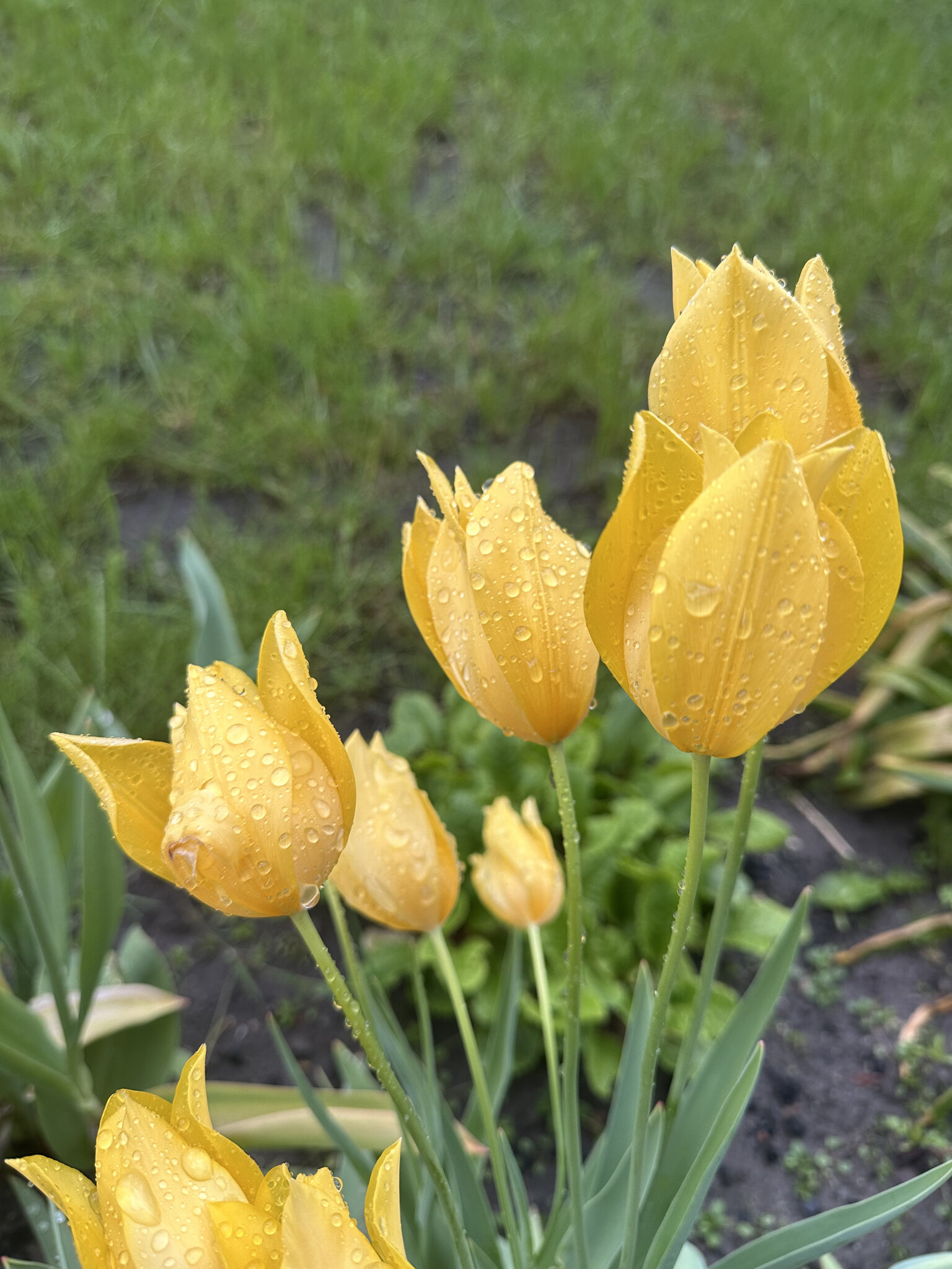 Flower,Plant Petal,Tulip Daffodil,Grass Crocus
