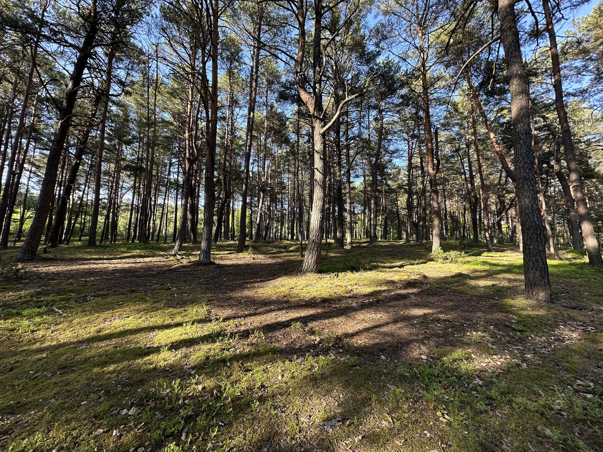 Tree,Grove Land,Nature Outdoors,Vegetation Woodland,Tree Trunk Ground,Grass
