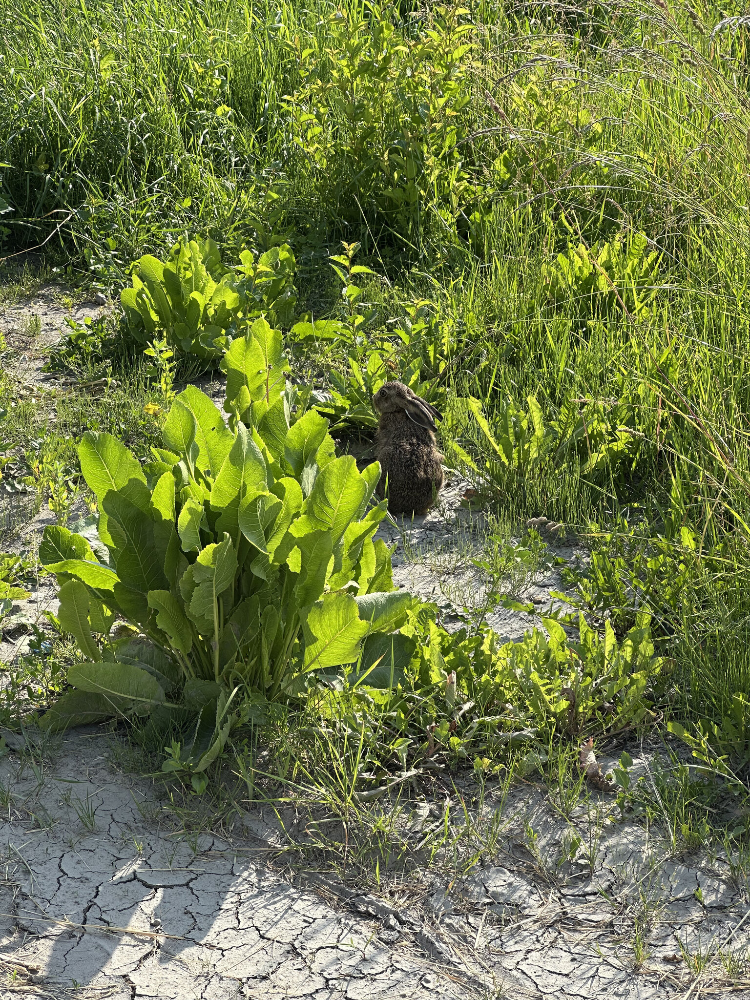 Vegetation,Soil Grass,Animal Bear,Mammal Herbal,Food Produce,Leafy Green Vegetable