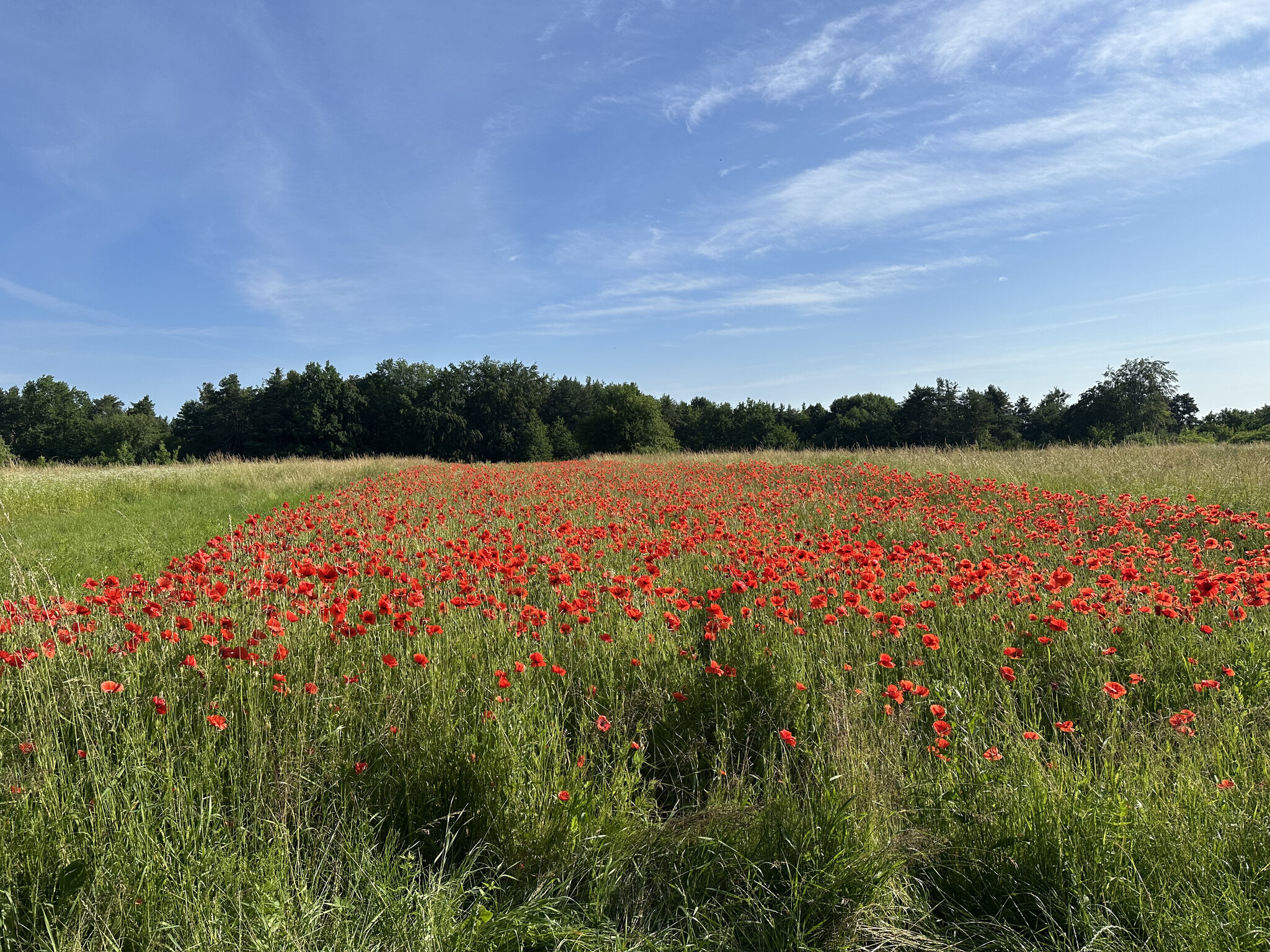 Countryside,Field Grassland,Meadow Nature,Outdoors Rural,Grass Pasture,Flower