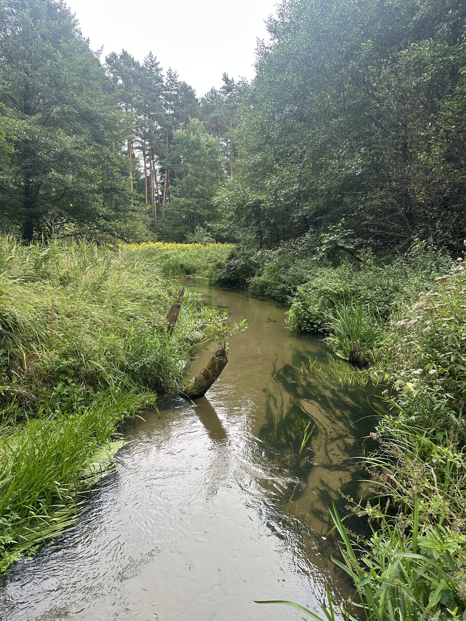 Vegetation,Outdoors Ditch,Land Nature,Creek Water,Pond Wilderness,Jungle