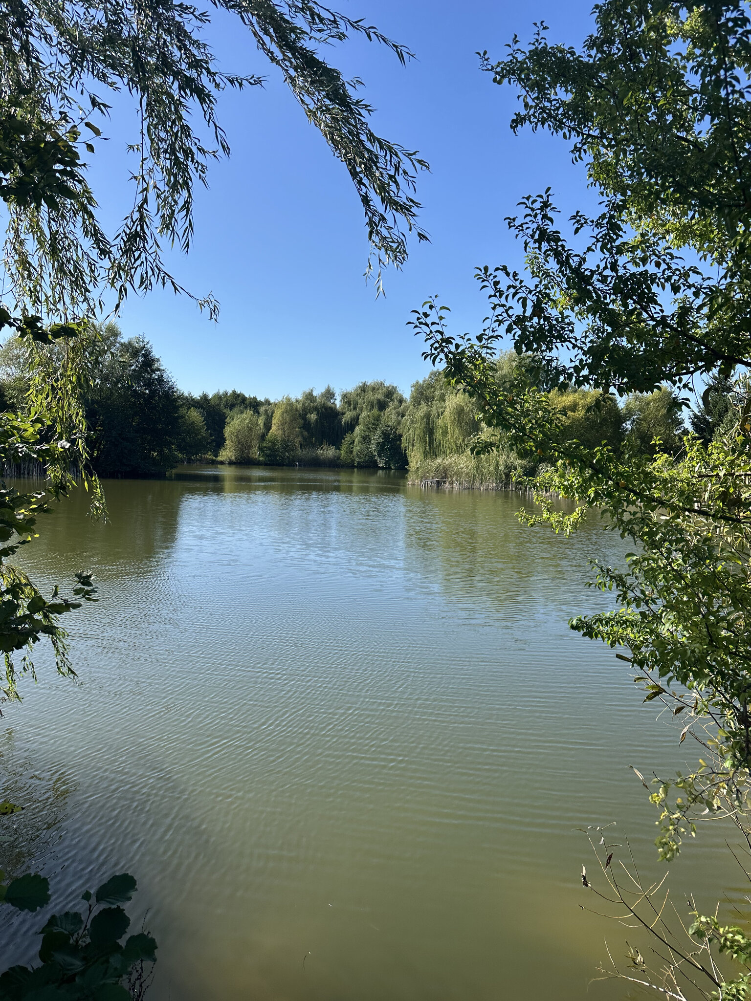 Nature,Outdoors Pond,Water Lake,Scenery Vegetation,Bird Tree,Land