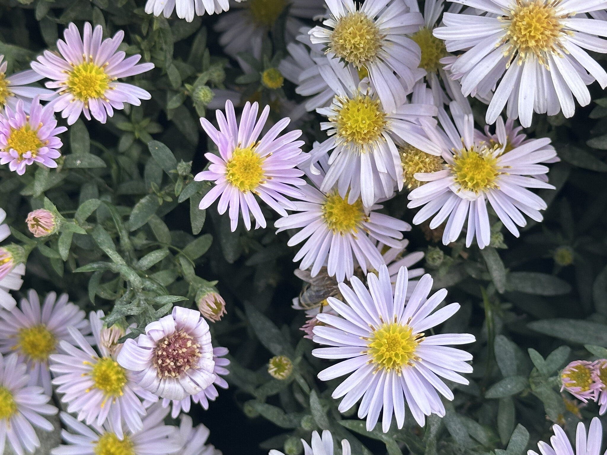 Daisy,Flower Plant,Pollen Petal,Face Head,Person Anemone